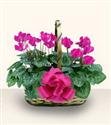 S�s bitkisi, salon s�s bitkisi, resimde g�rd���n�z �i�e�in isimi: Cyclamen 
