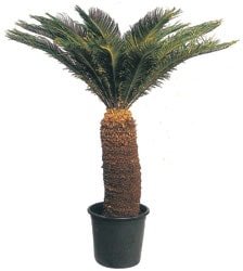 S�s bitkisi, salon s�s bitkisi, resimde g�rd���n�z �i�e�in isimi: cycas